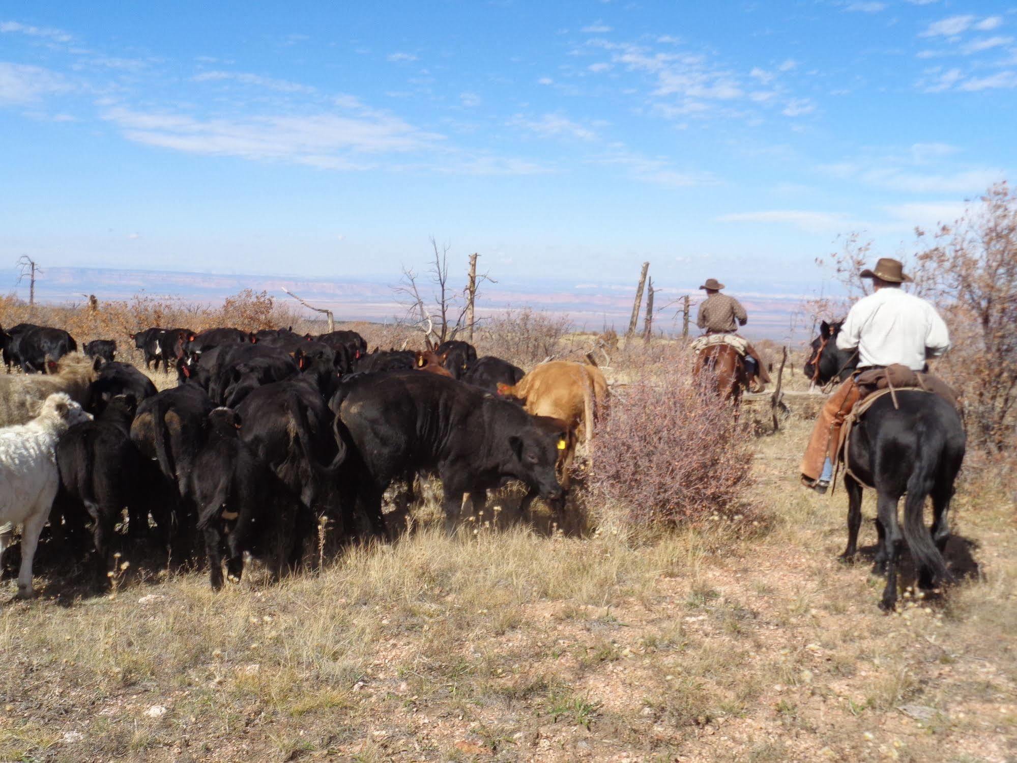 Grand Canyon Ranch & Outfitters Ξενοδοχείο Fredonia Εξωτερικό φωτογραφία